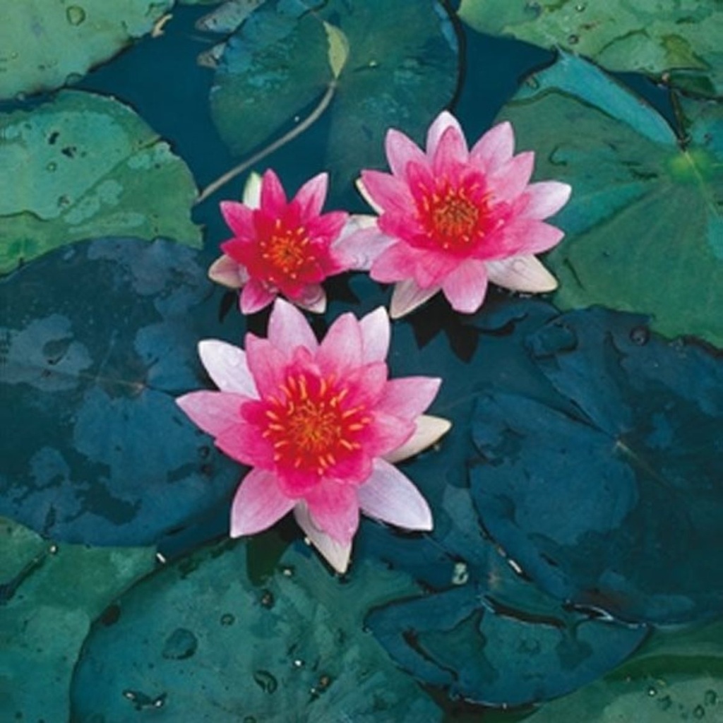 Nymphaea 'Pygmaea Red'