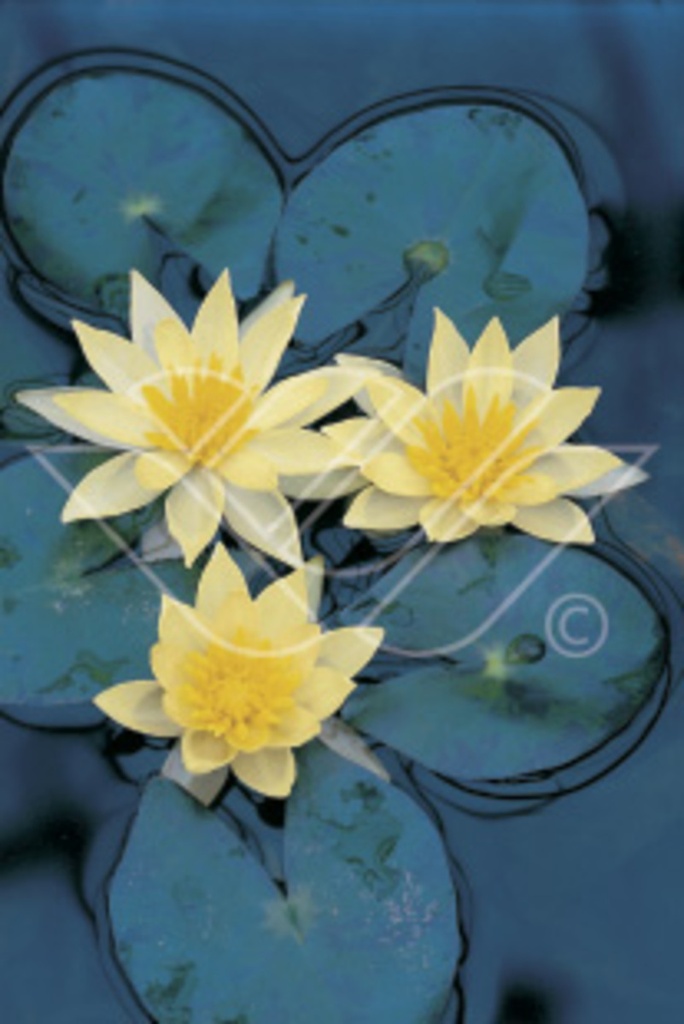 Nymphaea 'Sulphurea' jaune
