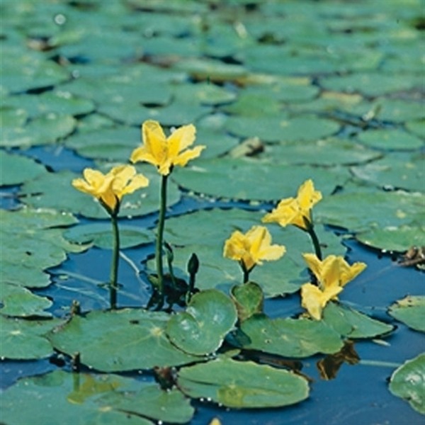 Nymphoides peltata