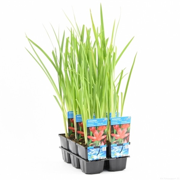 Schizostylis coccinea