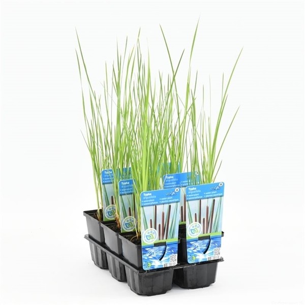 Typha angustifolia
