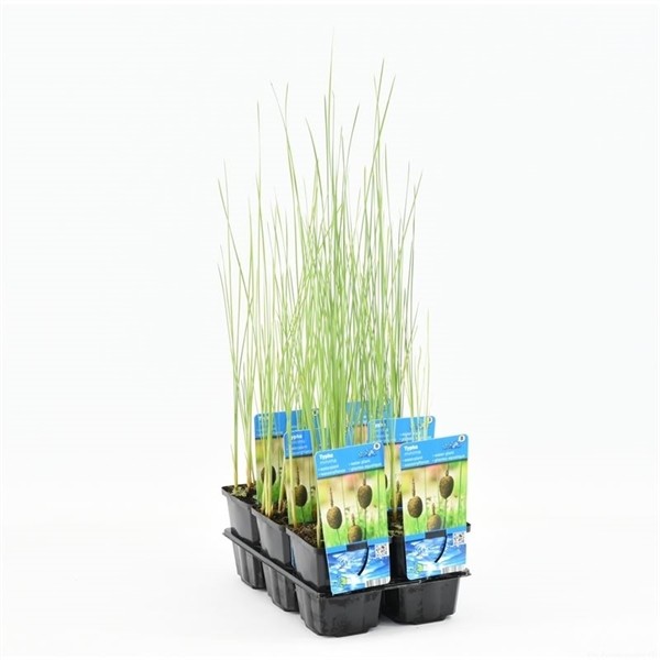 Typha minima