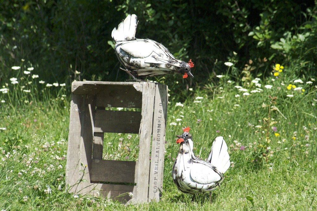 Poule lamelle crête rouge blanche