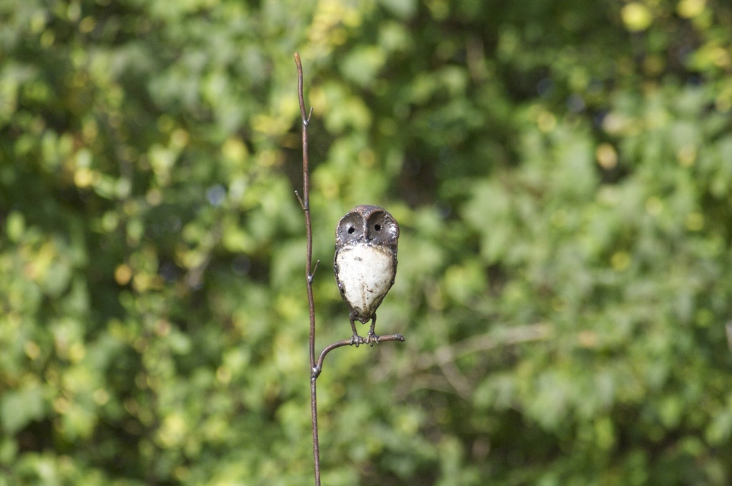Tuteur chouette blanche sur branche