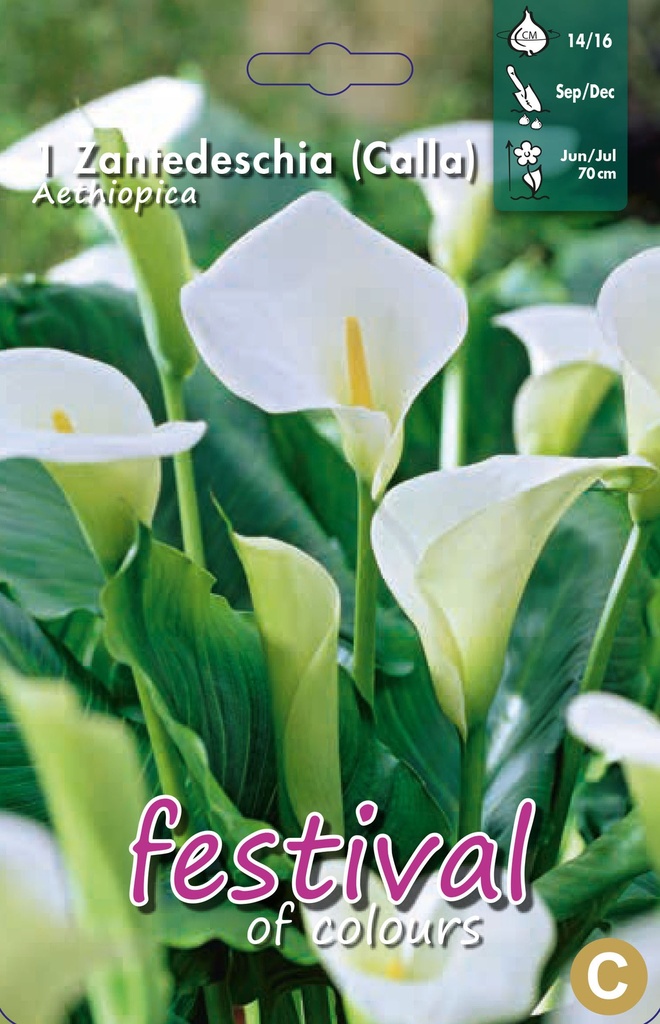 Zantedeschia aethiopica