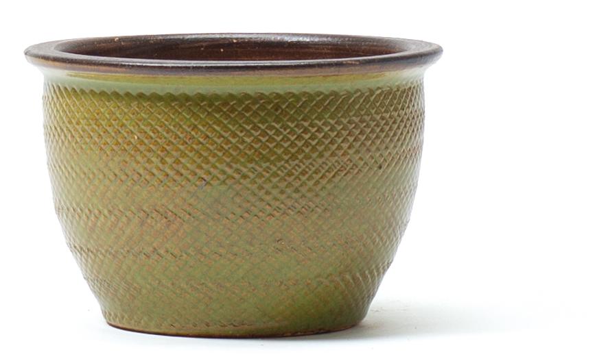 Pot Viper 30cm