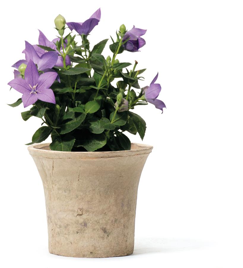 Pot Cuenca avec trou 10cm