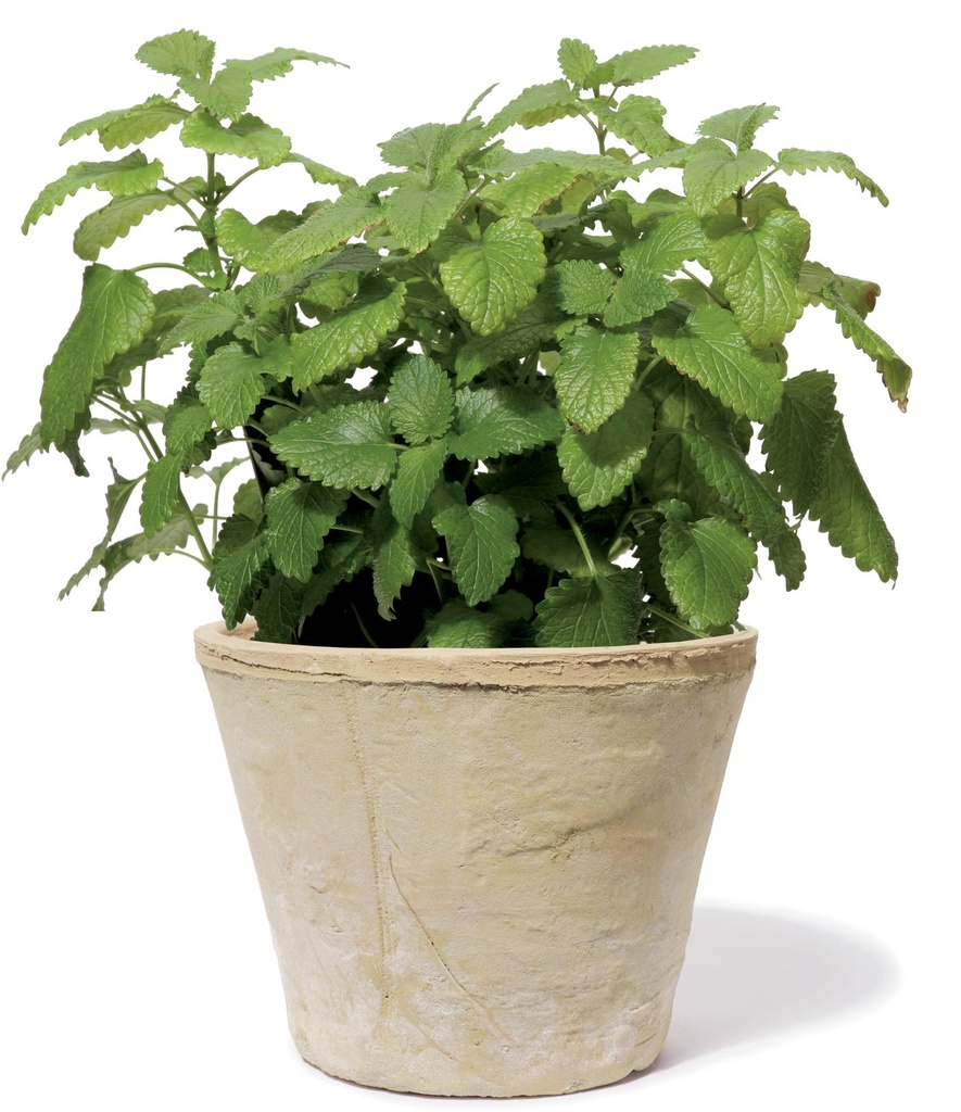 Pot Pinto  avec trou 20cm