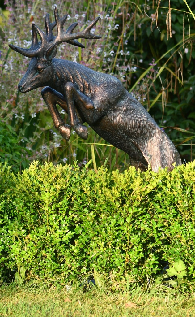 Grand Cerf Atterrissant