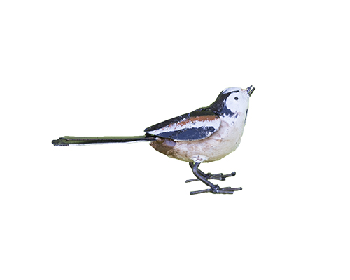 Mesange Longue Queue