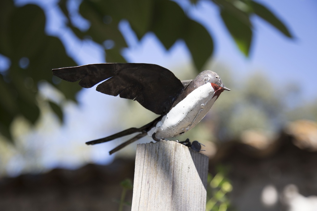 Hirondelle Ailes Ouvertes