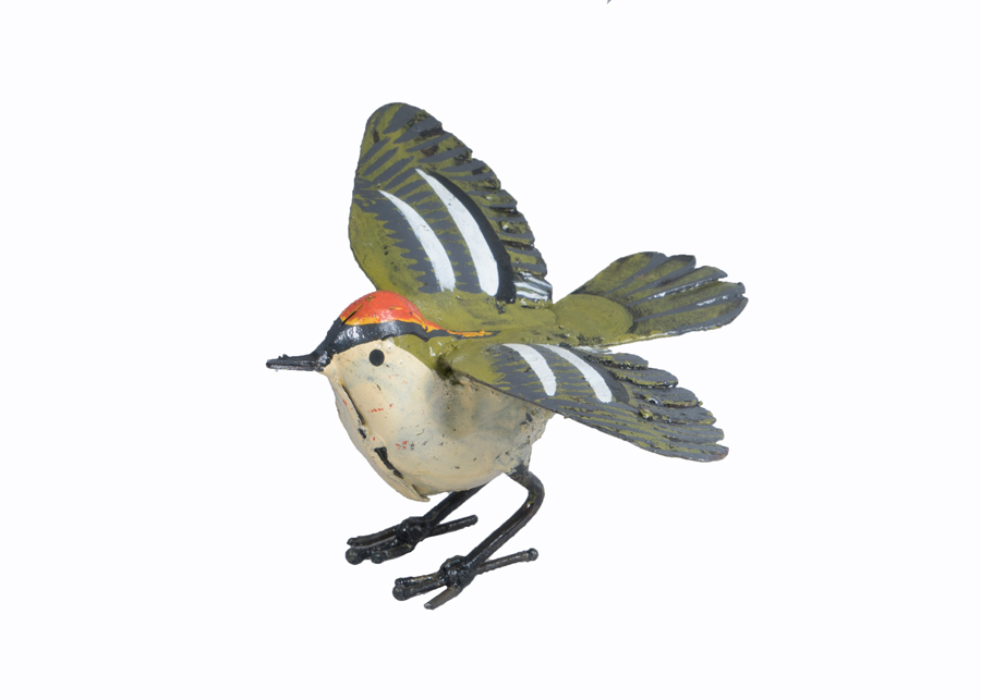 Roitelet Ailes Ouvertes