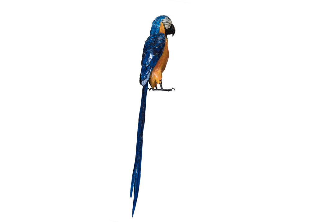 Perroquet Couleur
