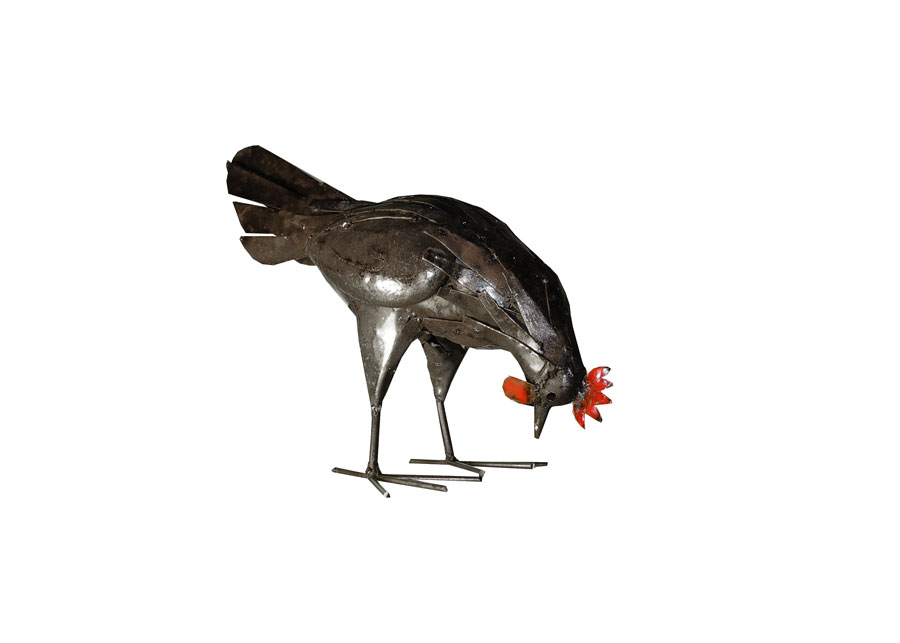 Poule rouille picore