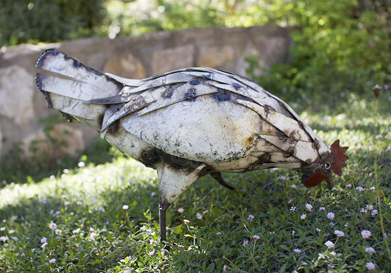 Poule Blanche Picore
