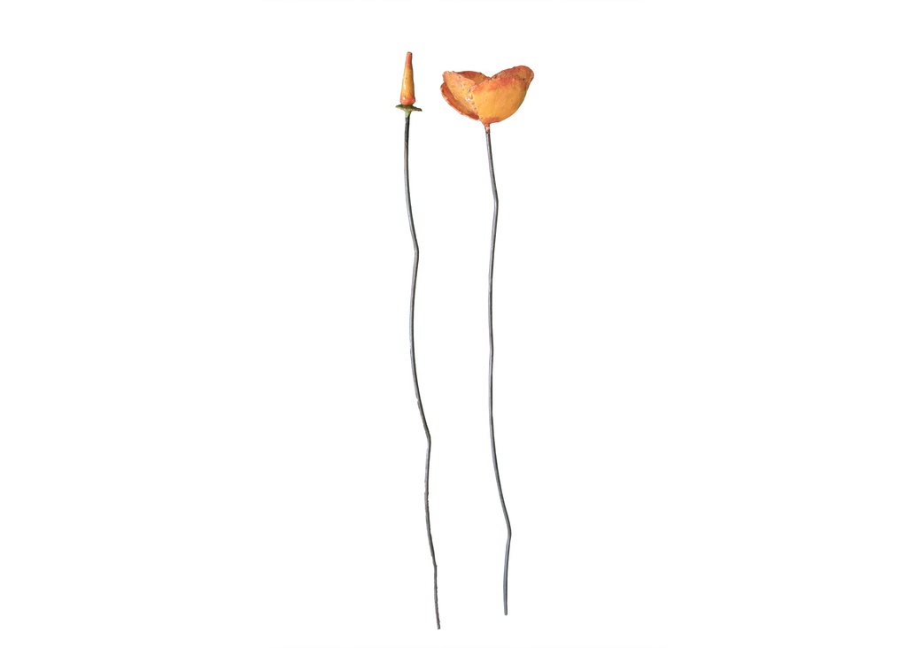 Pavot De Californie Orange