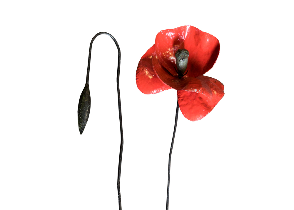 Coquelicot Rouge Géant géant