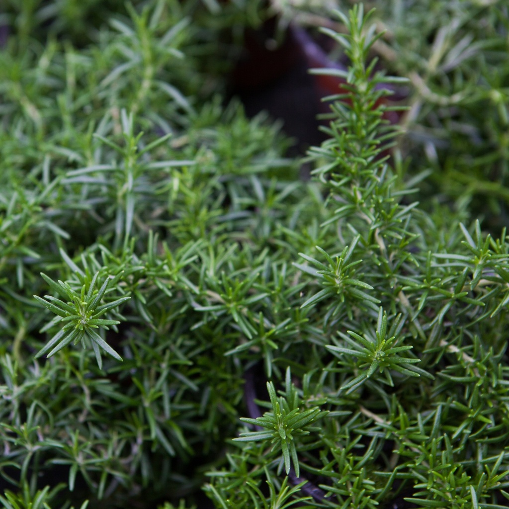 Rosmarinus officinalis 'Haifa'