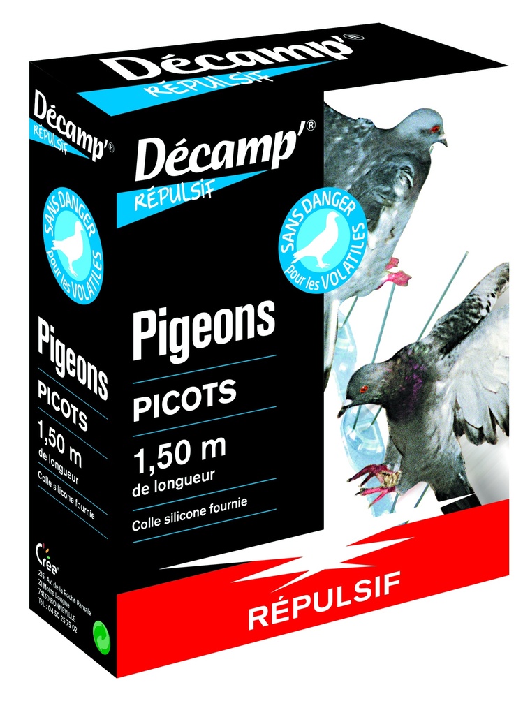 Picots Pigeons Oiseaux