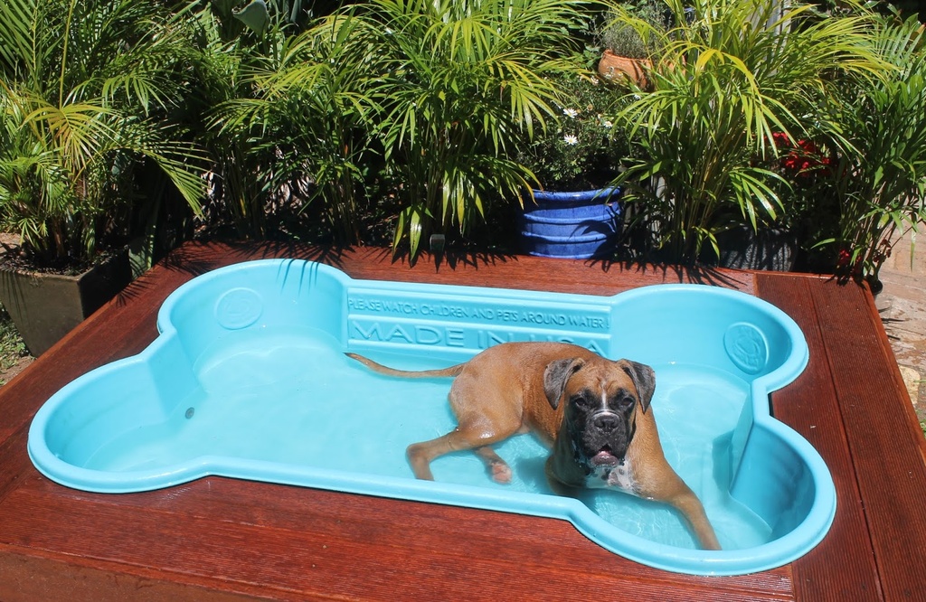 Piscine pour chiens en forme d'os
