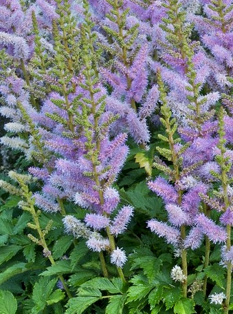 Astilbe chinensis 'Pumila'