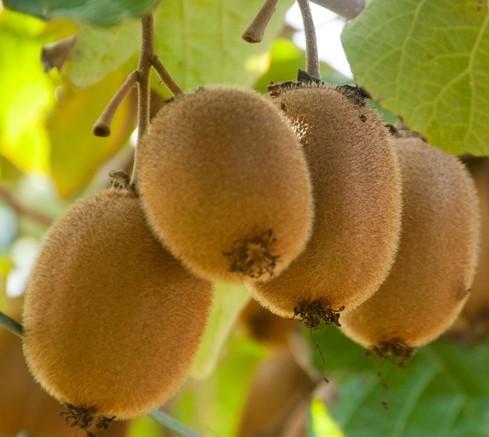 Actinidia chinensis 'Hayward'