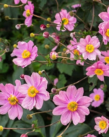 Anemone hupehensis 'Serenade'