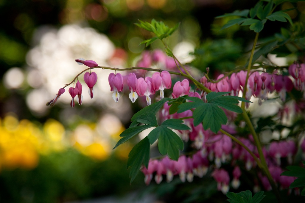 Dicentra spectabilis rose