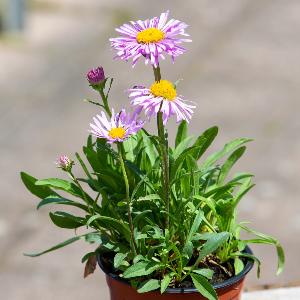 Aster alpinus 'Dark Beauty'
