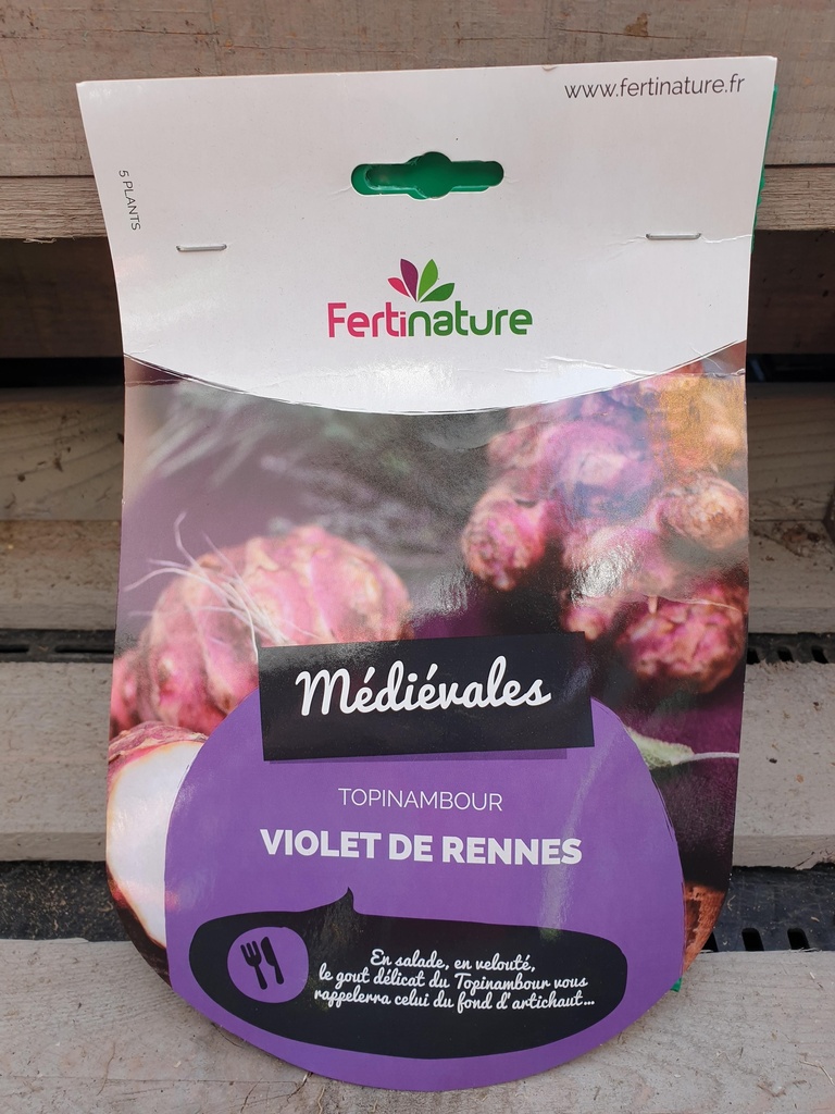 TOPINAMBOUR VIOLET 5PL