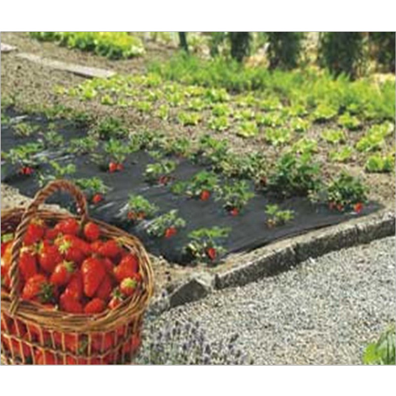 FRESAFILM Film de paillage Spécial fraises 40 microns