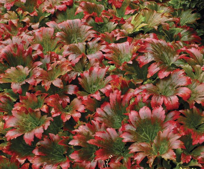 Mukdenia rossii 'Crimson Fans'