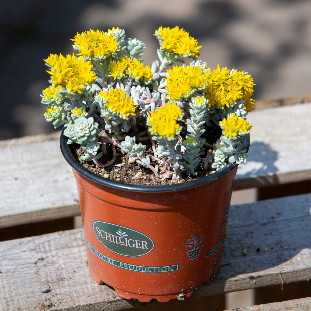 Sedum spathulifolium 'Cape Blanco'