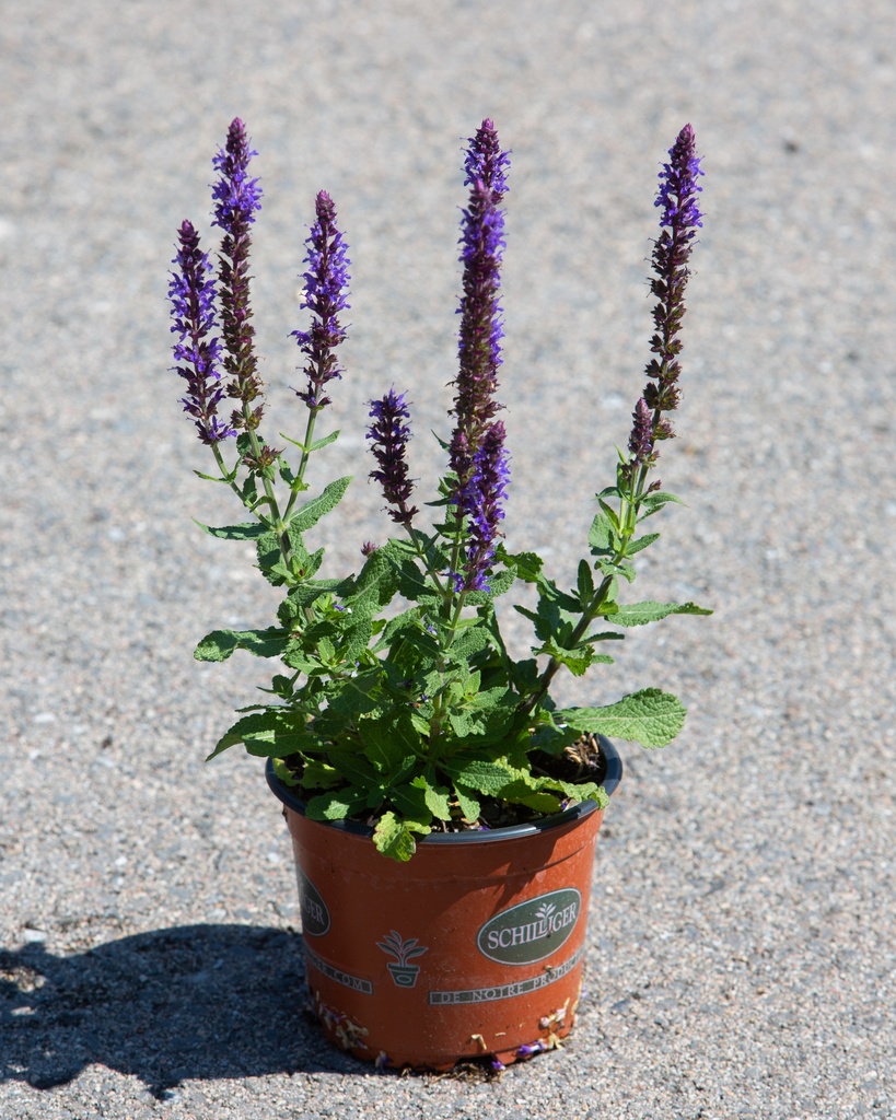 Salvia nemorosa 'Ostfriesland'