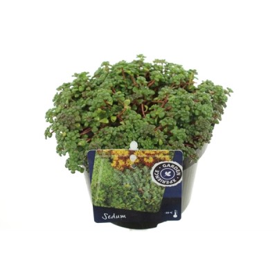 Sedum oreganum