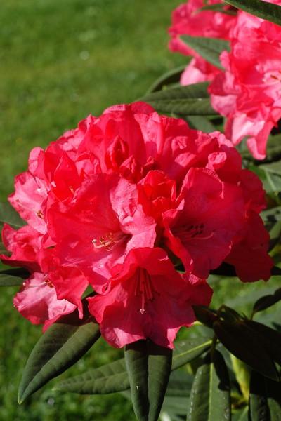 Rhododendron 'Melville'