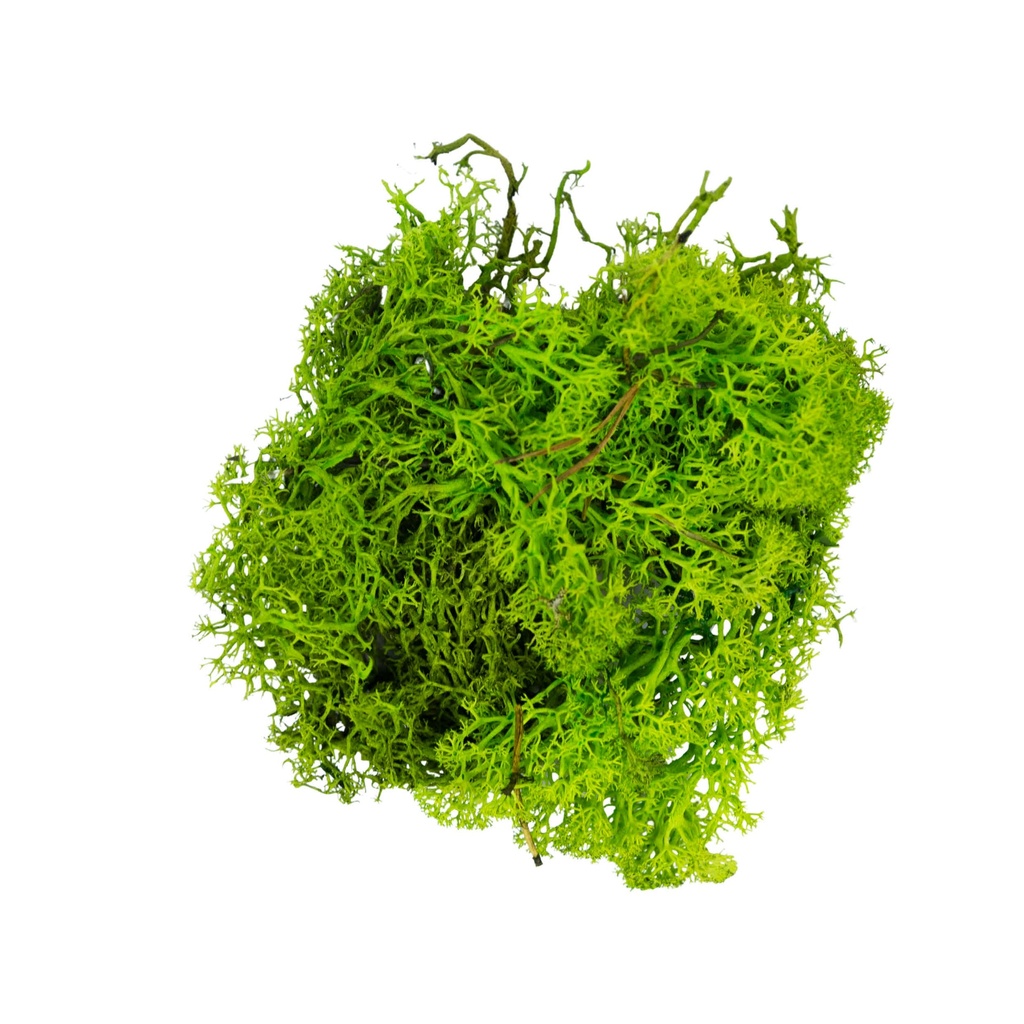 Lichen vert clair