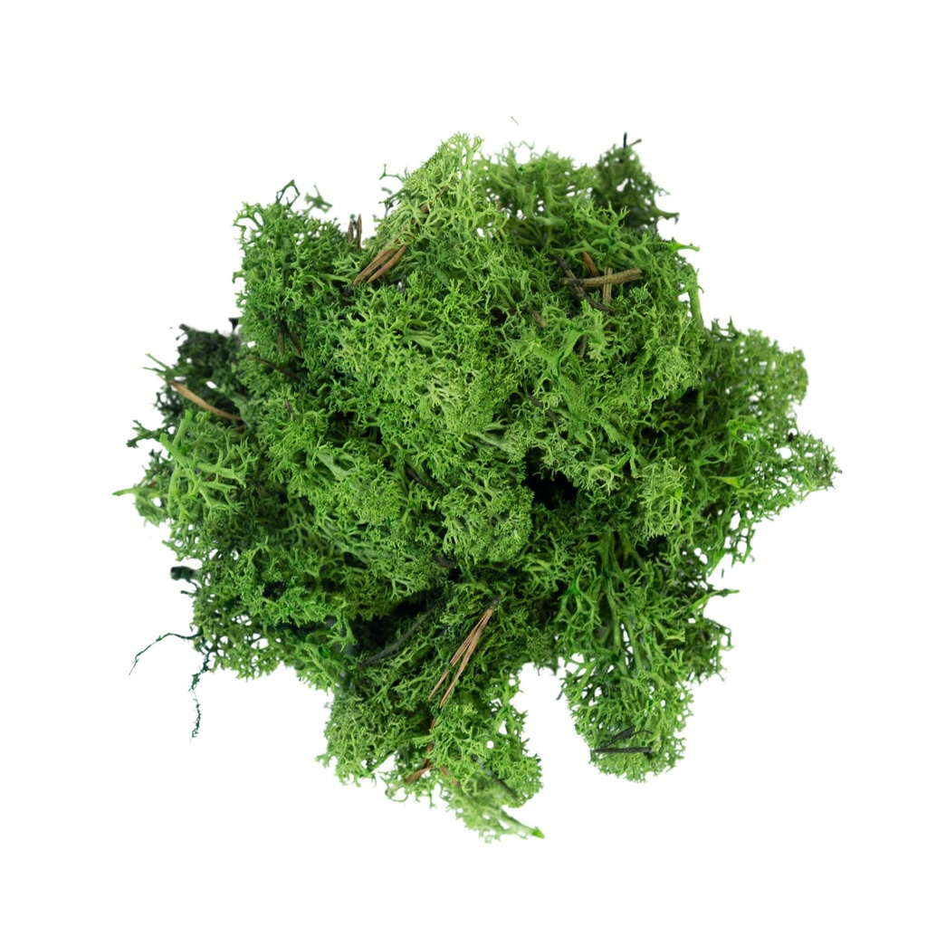 Lichen vert foncé