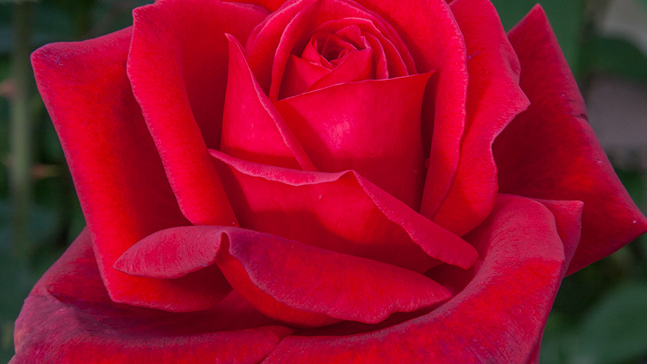 Rosier grimpant 'Papa Meilland'