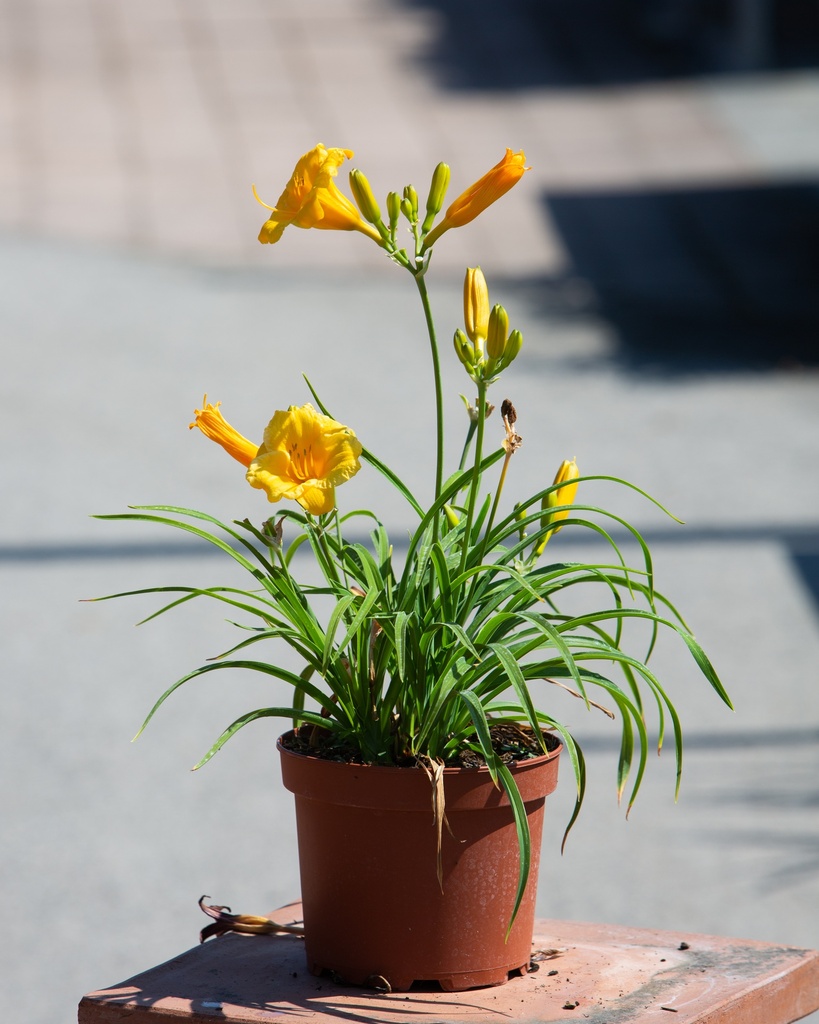 Hemerocallis 'Stella de Oro'