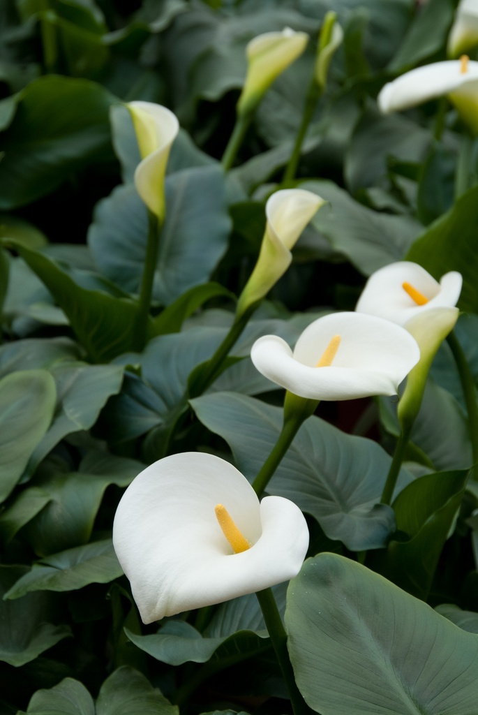 Zantedeschia aethiopica