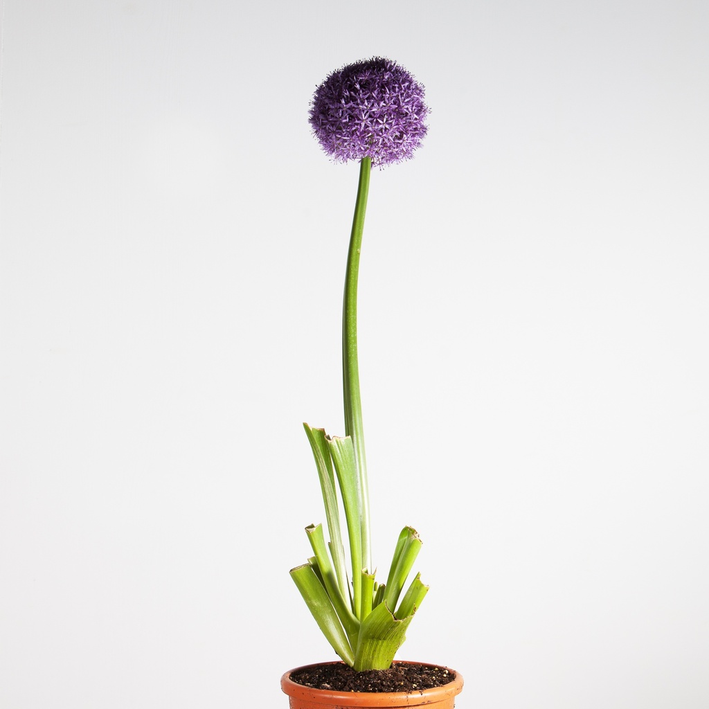 Allium giganteum 'Gladiator'