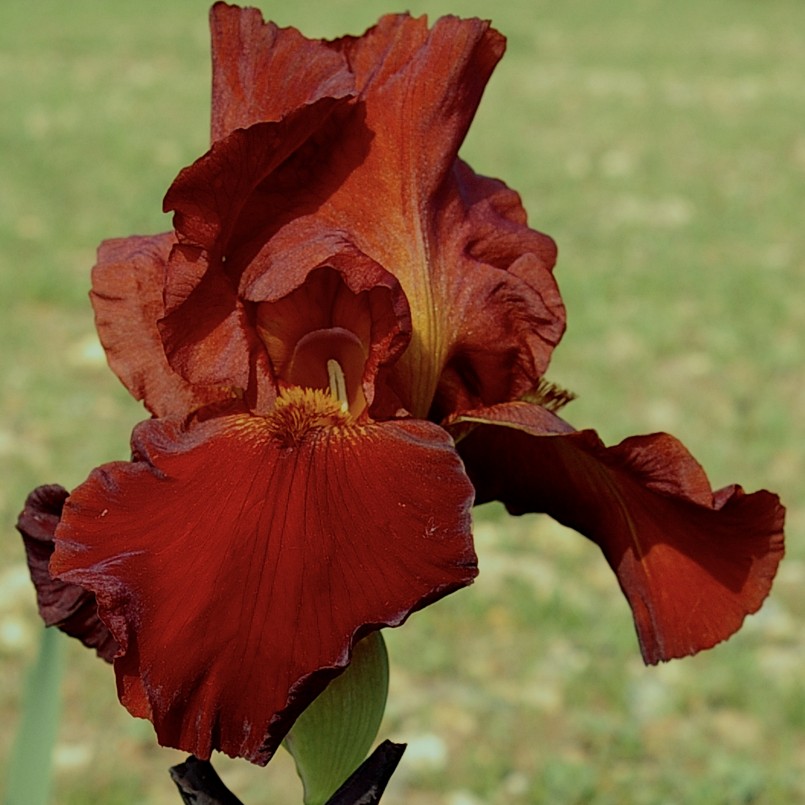 Iris germanica 'Sultan's Palace'