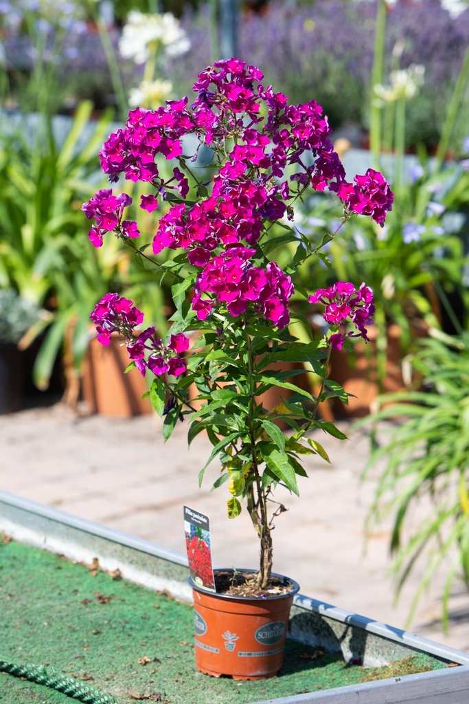 Phlox paniculata 'Adessa Special Fire'
