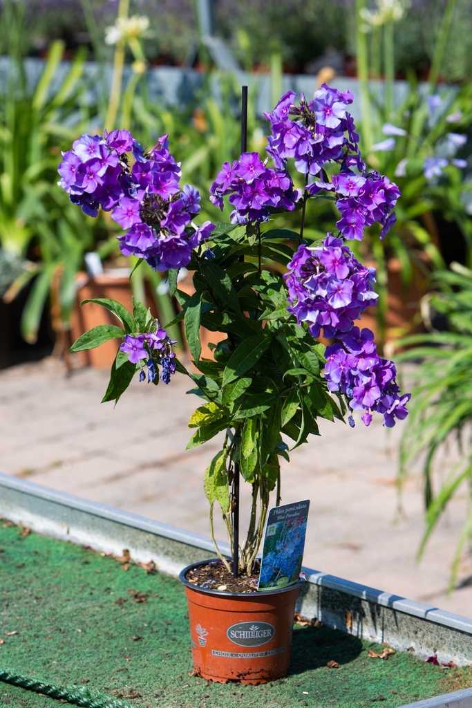 Phlox paniculata 'Blue Paradise'