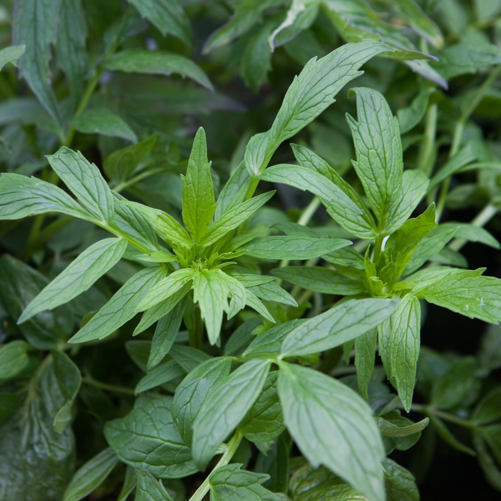 Valeriana officinalis
