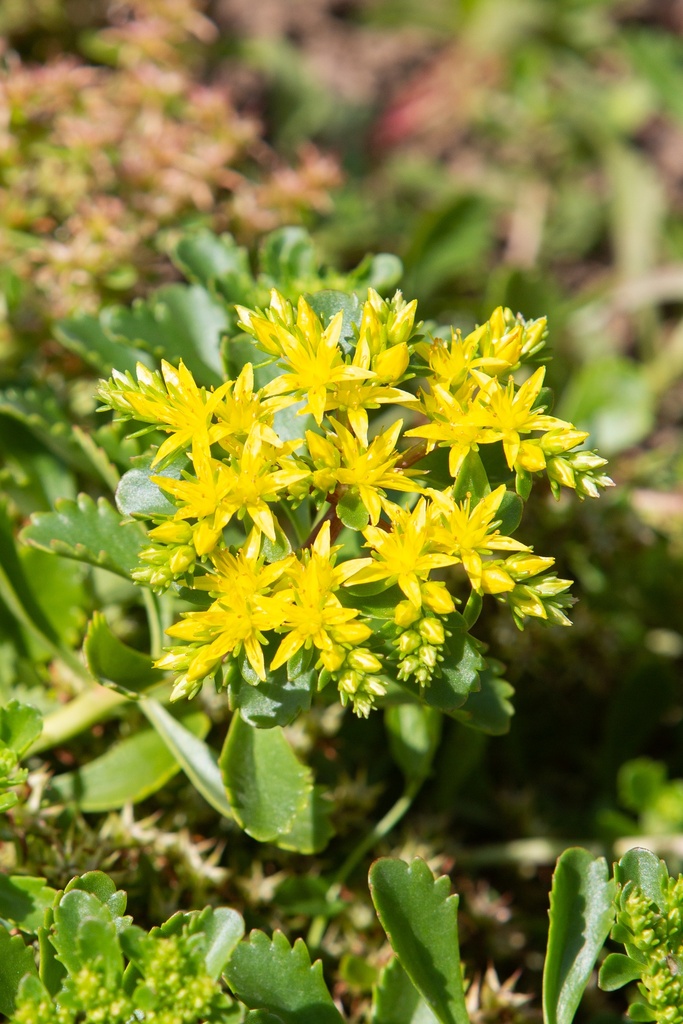Sedum floriferum 'Weihenstephaner Gold'