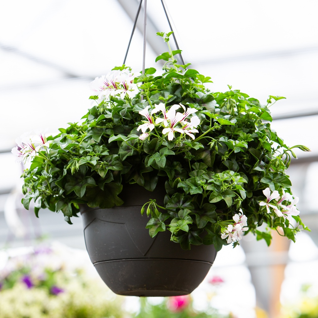 Pelargonium en suspension