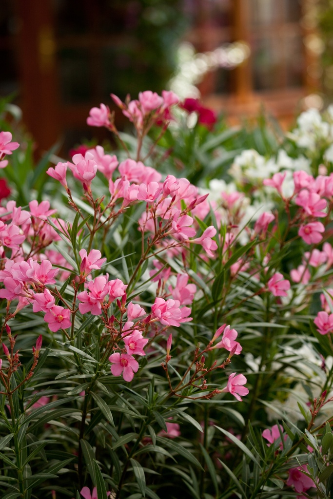 Nerium oleander