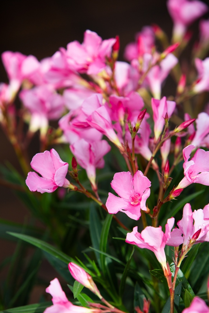 Nerium oleander